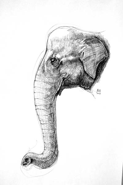 elephana.jpg