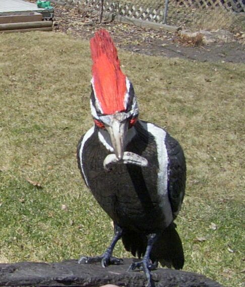 woodpecker.jpg